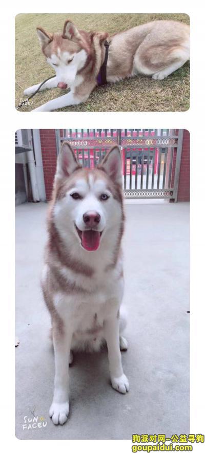 合肥市庐江县同大镇中心小学寻找哈士奇，它是一只非常可爱的宠物狗狗，希望它早日回家，不要变成流浪狗。