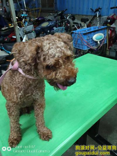 深圳找狗，寻泰迪  公  褐色  4岁，它是一只非常可爱的宠物狗狗，希望它早日回家，不要变成流浪狗。