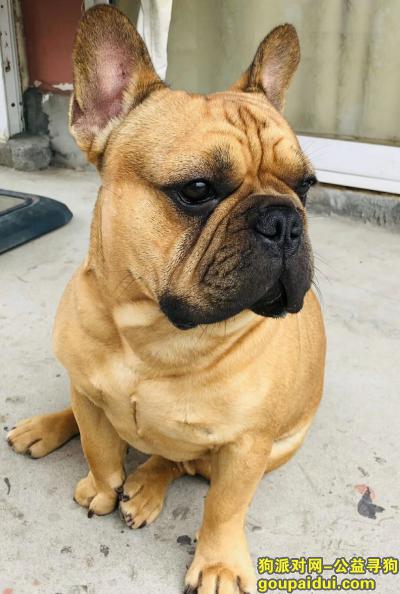 成都大邑寻找棕黄色法斗，它是一只非常可爱的宠物狗狗，希望它早日回家，不要变成流浪狗。