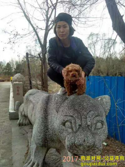 【哈尔滨找狗】，寻找棕色泰迪狗，名字叫可乐，它是一只非常可爱的宠物狗狗，希望它早日回家，不要变成流浪狗。