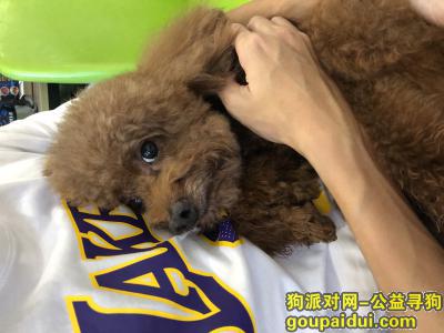 广州找狗，广州市增城区新塘凤馨苑1号门附近丢失贵宾犬一只，它是一只非常可爱的宠物狗狗，希望它早日回家，不要变成流浪狗。