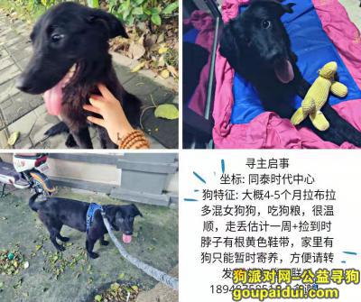 深圳寻狗启示，黑色拉布拉多混女狗狗，它是一只非常可爱的宠物狗狗，希望它早日回家，不要变成流浪狗。