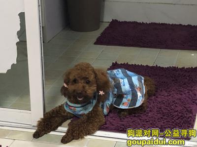 南京寻狗网，7.20上午泰迪狗走丢，请帮忙找回，谢谢，它是一只非常可爱的宠物狗狗，希望它早日回家，不要变成流浪狗。