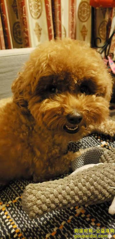 朝阳国美第一城泰迪犬走失有重谢，它是一只非常可爱的宠物狗狗，希望它早日回家，不要变成流浪狗。