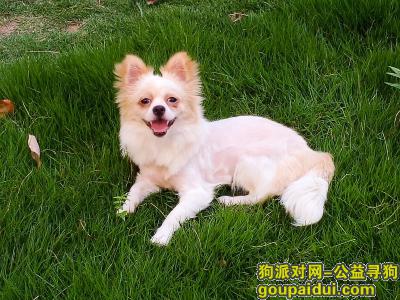 湖北襄阳小型母犬寻狗启示，它是一只非常可爱的宠物狗狗，希望它早日回家，不要变成流浪狗。