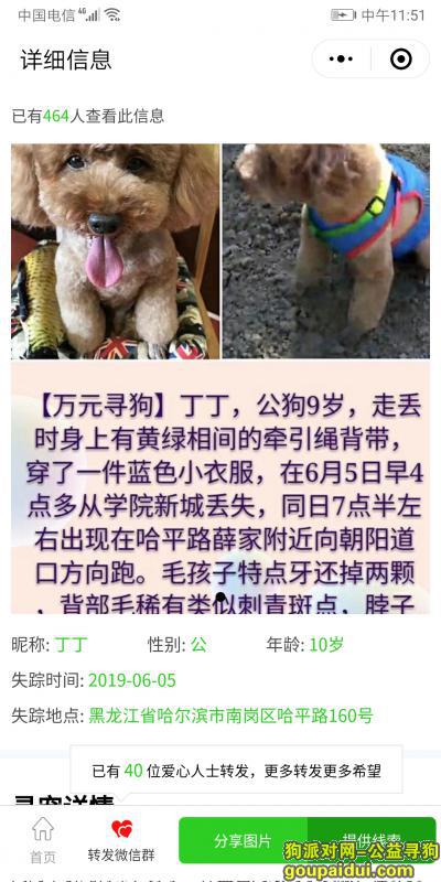 哈尔滨万元寻泰迪公狗，它是一只非常可爱的宠物狗狗，希望它早日回家，不要变成流浪狗。