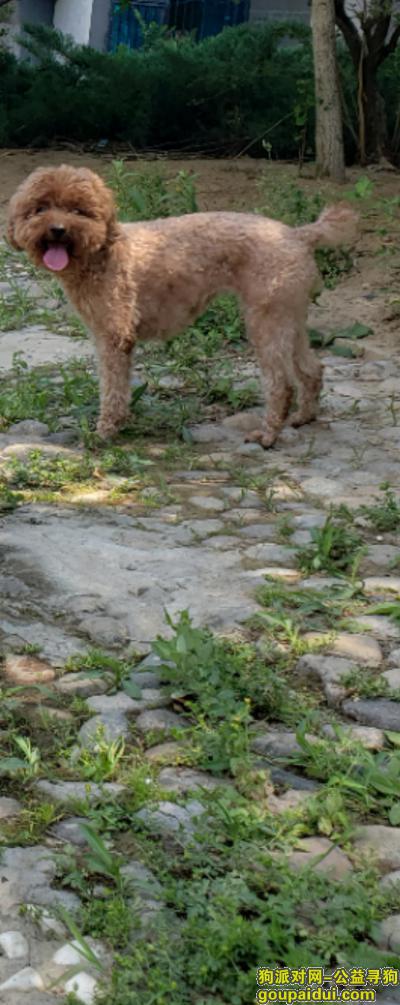 5000寻狗泰迪犬走失朝阳国美第一城，它是一只非常可爱的宠物狗狗，希望它早日回家，不要变成流浪狗。
