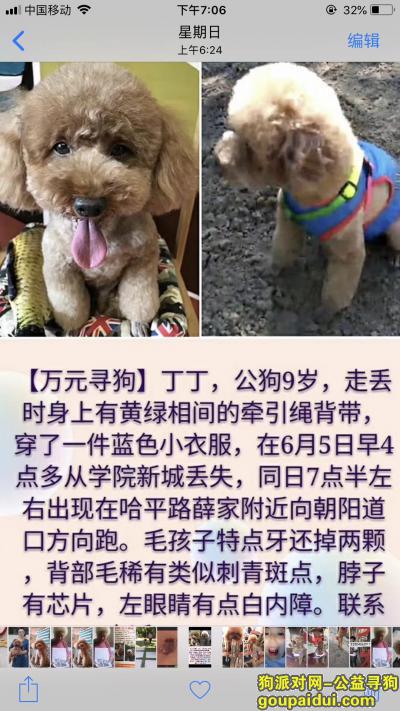 哈尔滨万元寻找公泰迪，它是一只非常可爱的宠物狗狗，希望它早日回家，不要变成流浪狗。