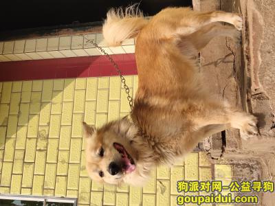 【重庆找狗】，虽为田园犬，不明贵，但也想家，它是一只非常可爱的宠物狗狗，希望它早日回家，不要变成流浪狗。