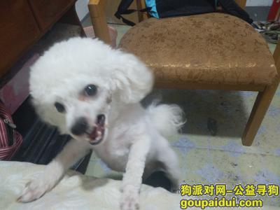 栖霞东花岗附近找一条白色比熊，它是一只非常可爱的宠物狗狗，希望它早日回家，不要变成流浪狗。