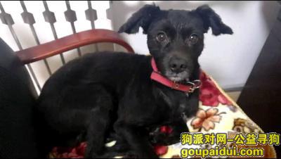 青岛寻狗网，黑色，断尾的泰迪串串，，它是一只非常可爱的宠物狗狗，希望它早日回家，不要变成流浪狗。