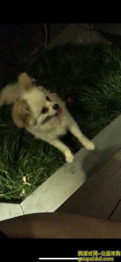 杭州丢狗，寻一只毛色偏黄的狗狗，它是一只非常可爱的宠物狗狗，希望它早日回家，不要变成流浪狗。