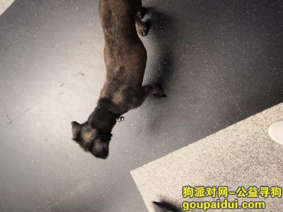 捡到雪纳瑞，荷花池大城附近13208719765，它是一只非常可爱的宠物狗狗，希望它早日回家，不要变成流浪狗。