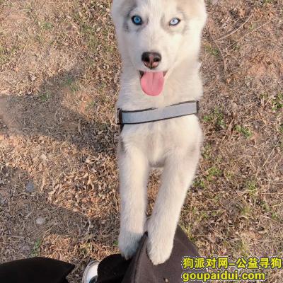 洛阳找狗，哈士奇烟灰色～～伊川县伊龙路丢失，它是一只非常可爱的宠物狗狗，希望它早日回家，不要变成流浪狗。