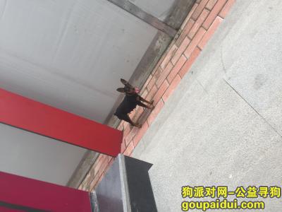 【广州捡到狗】，小杜宾 母 无尾 增城镇龙西地铁B出口，它是一只非常可爱的宠物狗狗，希望它早日回家，不要变成流浪狗。