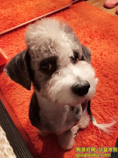 北京市西城区新街口 雪纳瑞串串 求助 有偿，它是一只非常可爱的宠物狗狗，希望它早日回家，不要变成流浪狗。