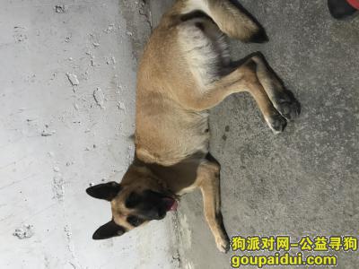 上海宝山丢了一条马犬母狗，它是一只非常可爱的宠物狗狗，希望它早日回家，不要变成流浪狗。