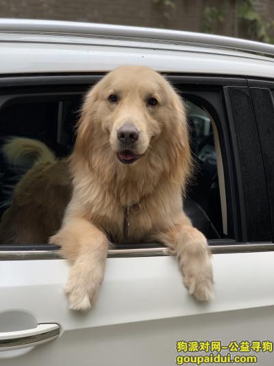 【成都找狗】，成都金毛北湖印象被偷，它是一只非常可爱的宠物狗狗，希望它早日回家，不要变成流浪狗。