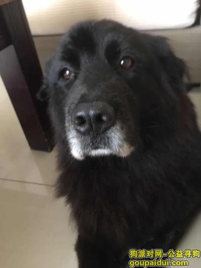 【东莞找狗】，厚街水库遗失一只黑色金毛，年齡約11歲，它是一只非常可爱的宠物狗狗，希望它早日回家，不要变成流浪狗。