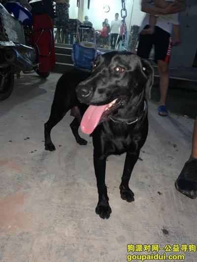 在沱三桥桥上捡到一条黑色的拉布拉多，它是一只非常可爱的宠物狗狗，希望它早日回家，不要变成流浪狗。