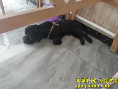 【通辽找狗】，黑色泰迪狗狗中型犬  耳朵没有毛  圆形尾巴，它是一只非常可爱的宠物狗狗，希望它早日回家，不要变成流浪狗。