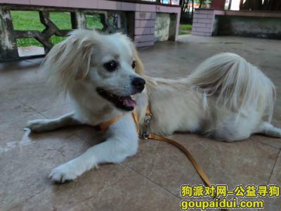 【东莞找狗】，东莞大朗寻找爱犬大白，它是一只非常可爱的宠物狗狗，希望它早日回家，不要变成流浪狗。