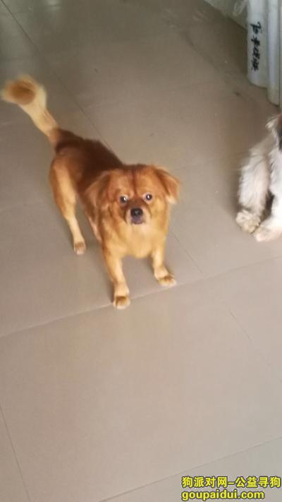 东莞找狗，寻找串串公狗金黄色大概15斤这样，它是一只非常可爱的宠物狗狗，希望它早日回家，不要变成流浪狗。