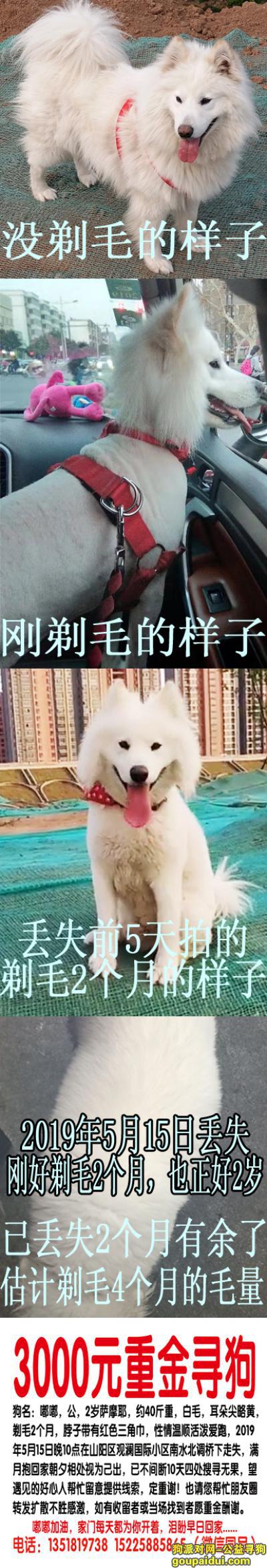 焦作市山阳区苦寻萨摩耶，它是一只非常可爱的宠物狗狗，希望它早日回家，不要变成流浪狗。