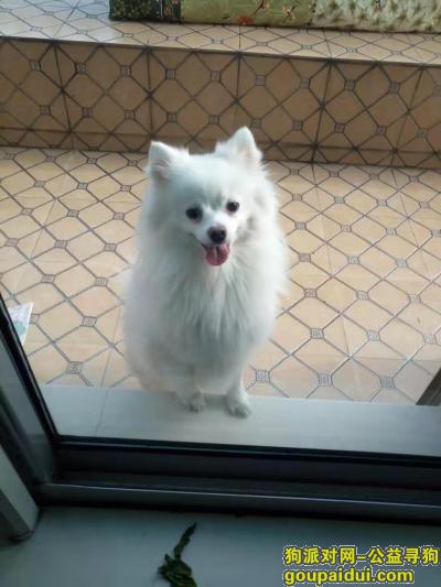急！！！温州平阳县的朋友，我家狗狗走丢！帮忙留意！，它是一只非常可爱的宠物狗狗，希望它早日回家，不要变成流浪狗。