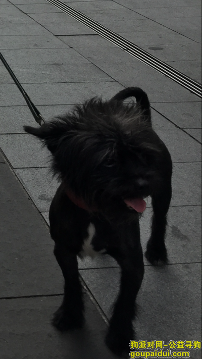 深圳寻狗网，深圳龙华黑色小狗遗失，它是一只非常可爱的宠物狗狗，希望它早日回家，不要变成流浪狗。