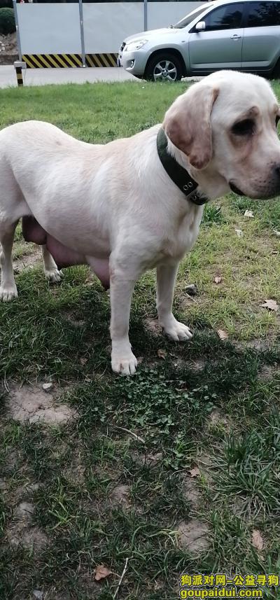 西安捡到狗，8月2号雁塔区电子正街附近捡到生过宝宝的拉布拉多，它是一只非常可爱的宠物狗狗，希望它早日回家，不要变成流浪狗。