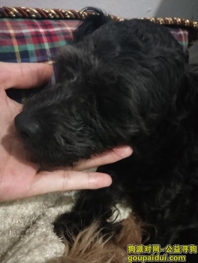 贵阳沙冲路三五厂附近黑色泰迪走失，还在哺乳期，望好心人看到联系我们，它是一只非常可爱的宠物狗狗，希望它早日回家，不要变成流浪狗。