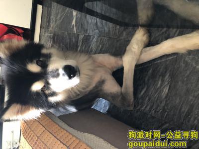 重庆找狗，重庆江北区北滨路寻找黑色阿拉斯加，它是一只非常可爱的宠物狗狗，希望它早日回家，不要变成流浪狗。