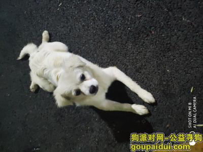 深圳寻狗启示，寻找狗狗主人，深圳沙井，它是一只非常可爱的宠物狗狗，希望它早日回家，不要变成流浪狗。