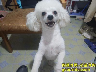 南京丢狗，花岗处走失一条白色比熊，它是一只非常可爱的宠物狗狗，希望它早日回家，不要变成流浪狗。