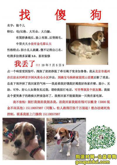 北京找狗，北京通州亦庄凉水河马驹桥 寻走失比格犬，它是一只非常可爱的宠物狗狗，希望它早日回家，不要变成流浪狗。