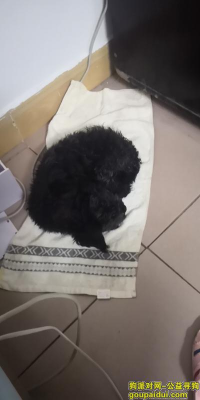 【长沙捡到狗】，湖南农业大学黑狗寻主人，它是一只非常可爱的宠物狗狗，希望它早日回家，不要变成流浪狗。