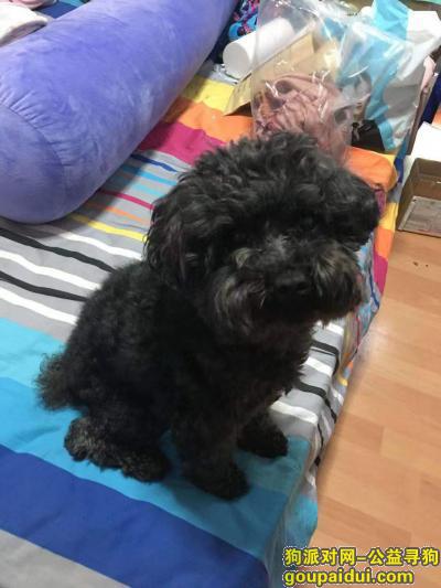 【上海找狗】，上海静安区长临路三泉家园西门寻找黑色泰迪，它是一只非常可爱的宠物狗狗，希望它早日回家，不要变成流浪狗。