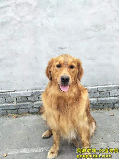 南阳寻狗启示，南阳市光彩大世界找金毛，它是一只非常可爱的宠物狗狗，希望它早日回家，不要变成流浪狗。