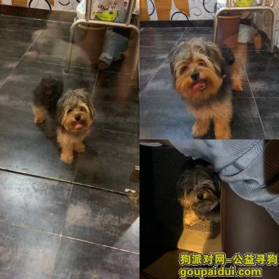 【北京找狗】，石景山万达附近捡到似泰迪雪纳瑞串，急寻主人，它是一只非常可爱的宠物狗狗，希望它早日回家，不要变成流浪狗。