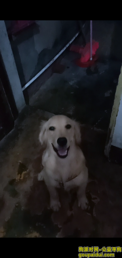 8月2日晚上在福州火车南站的安平村丢失一只金毛，它是一只非常可爱的宠物狗狗，希望它早日回家，不要变成流浪狗。