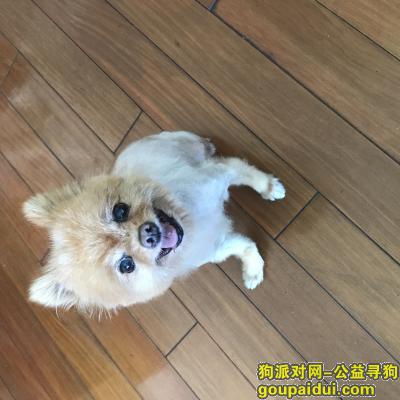 2019.08.10上海缤谷 ♀博美，它是一只非常可爱的宠物狗狗，希望它早日回家，不要变成流浪狗。