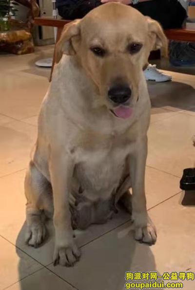 【南宁找狗】，2019年8月10日南宁市南站大道丢失狗，主人十分着急，它是一只非常可爱的宠物狗狗，希望它早日回家，不要变成流浪狗。