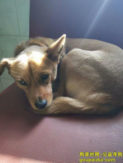 狗名旺旺   中小型黄狗   性别母，它是一只非常可爱的宠物狗狗，希望它早日回家，不要变成流浪狗。