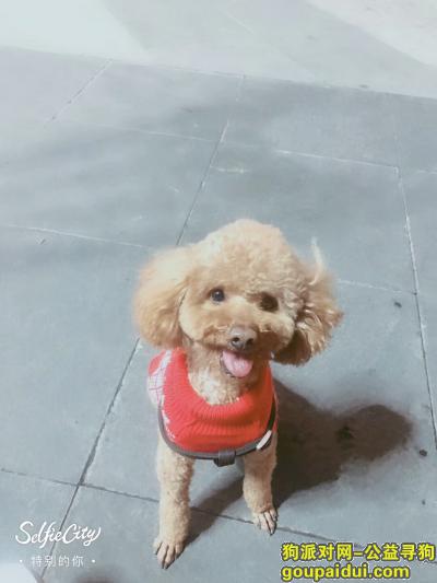 【上海找狗】，上海市宝山区蕰川公路  地铁一号线 走失  公泰迪  名为洛优，它是一只非常可爱的宠物狗狗，希望它早日回家，不要变成流浪狗。