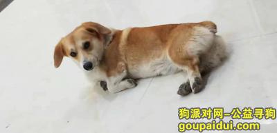 定西寻狗启示，甘肃省定西市渭源县酬谢三千元寻找柯基，它是一只非常可爱的宠物狗狗，希望它早日回家，不要变成流浪狗。