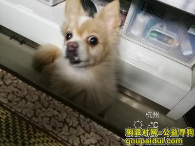 伏美犬2019-08-15晚七点半左右在浙工大老桥下丢了。已养十三年了。，它是一只非常可爱的宠物狗狗，希望它早日回家，不要变成流浪狗。