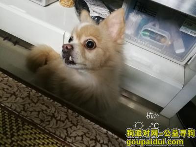 杭州找狗，找我家的伏美小狗狗，已十三年。了，它是一只非常可爱的宠物狗狗，希望它早日回家，不要变成流浪狗。