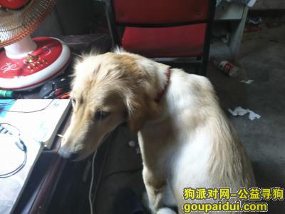 上海捡到狗，重固大街捡到一条金毛尽快联系，它是一只非常可爱的宠物狗狗，希望它早日回家，不要变成流浪狗。