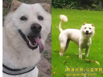 惠州惠东区双月湾度假公寓酬谢五千元寻找爱犬，它是一只非常可爱的宠物狗狗，希望它早日回家，不要变成流浪狗。